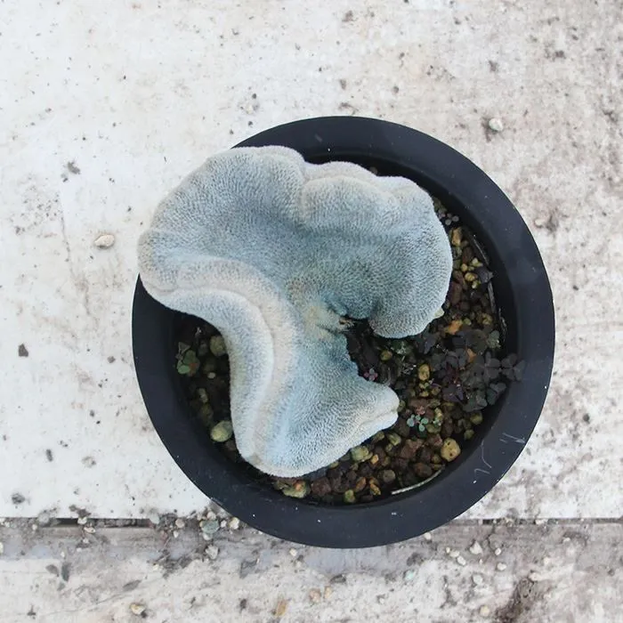 Epithelantha Bokei F. Cristata