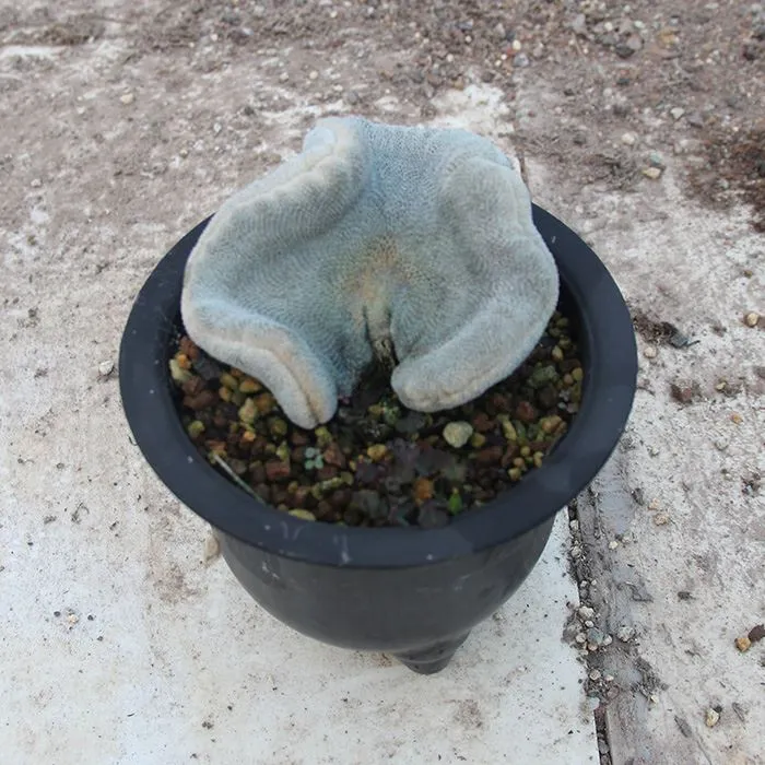 Epithelantha Bokei F. Cristata