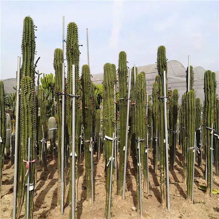 Neobuxbaumia Euphorbioides