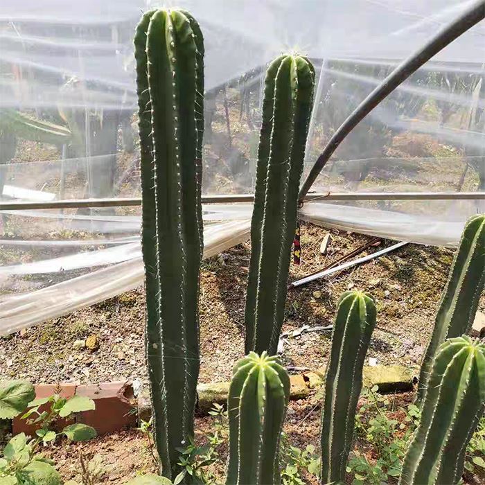 Cephalocereus euphorbioides