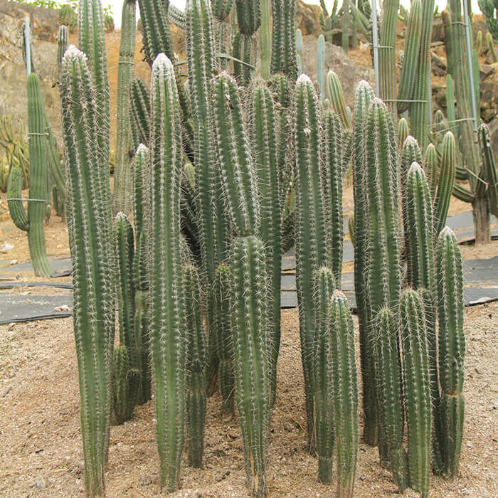 pilosocereus leucocephalus for sale
