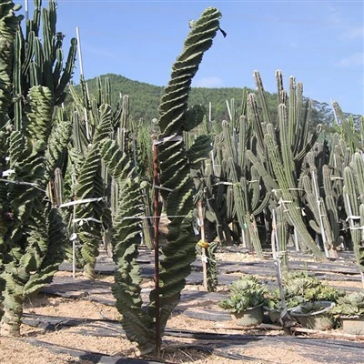 Spiral Cactus Cereus Forbesii Spiralis