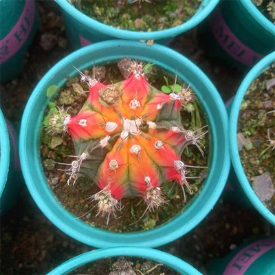 Γυμναστήριο Mihanovichii Butterfly