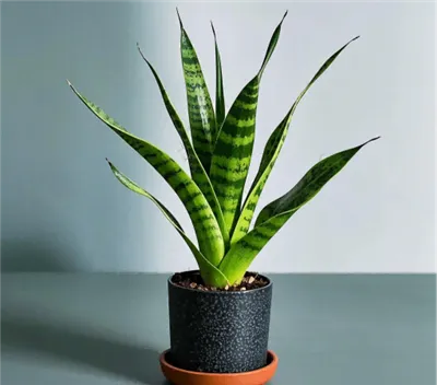 Πώς να επαναπροσδιορίσετε και να διαιρέσετε το Sansevieria