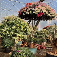 Bougainvillea ανθοφορία