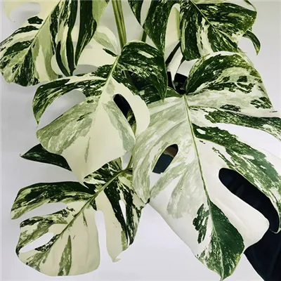 Γιατί τα φύλλα μου Monstera γίνονται κίτρινα;