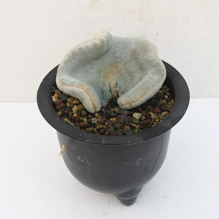 Επιθώρανα Bokei F. Cristata