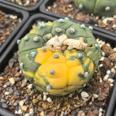 Astrophytum Asterias Cv Kikkos Variegated
