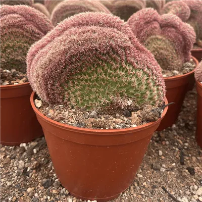 Εχινόκερειος Rigidissimus Crested