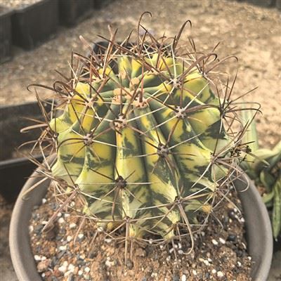Ferocactus Horridus Brevispinus Ποικιλόμορφο