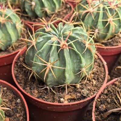 Ferocactus Latispinus Devils Tongue