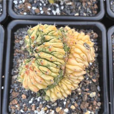 Gymnocalycium Anisitsii Cristata Variegata
