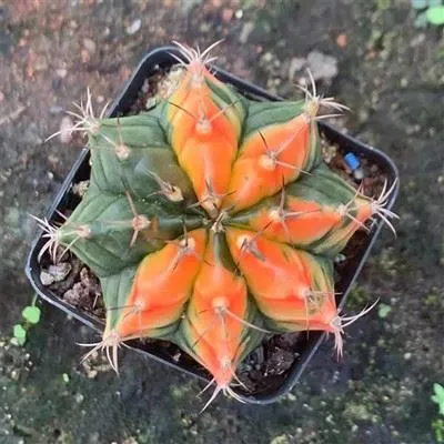 Gymnocalycium Mihanovichii Variegated