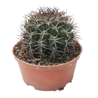 Gymnocalycium Schickendanzii