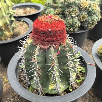 Melocactus Amoelnus Variegated