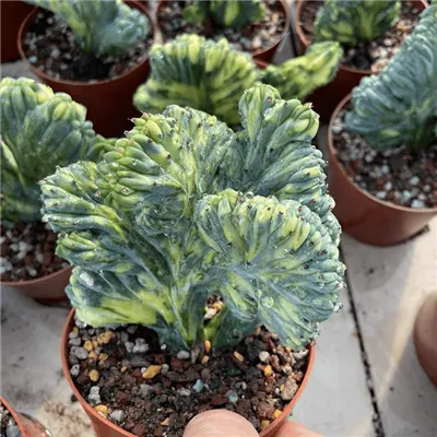 Myrtillocactus Geometrizans Cristata Variegata