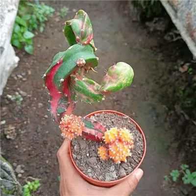 Μυρτιλοκαλύκιο Χίμαιρα Ποικιλόμορφη