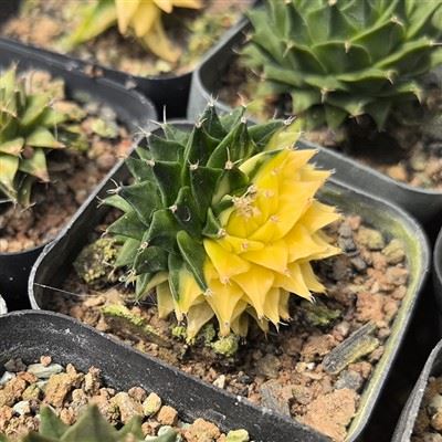 Obregonia Denegrii Variegated